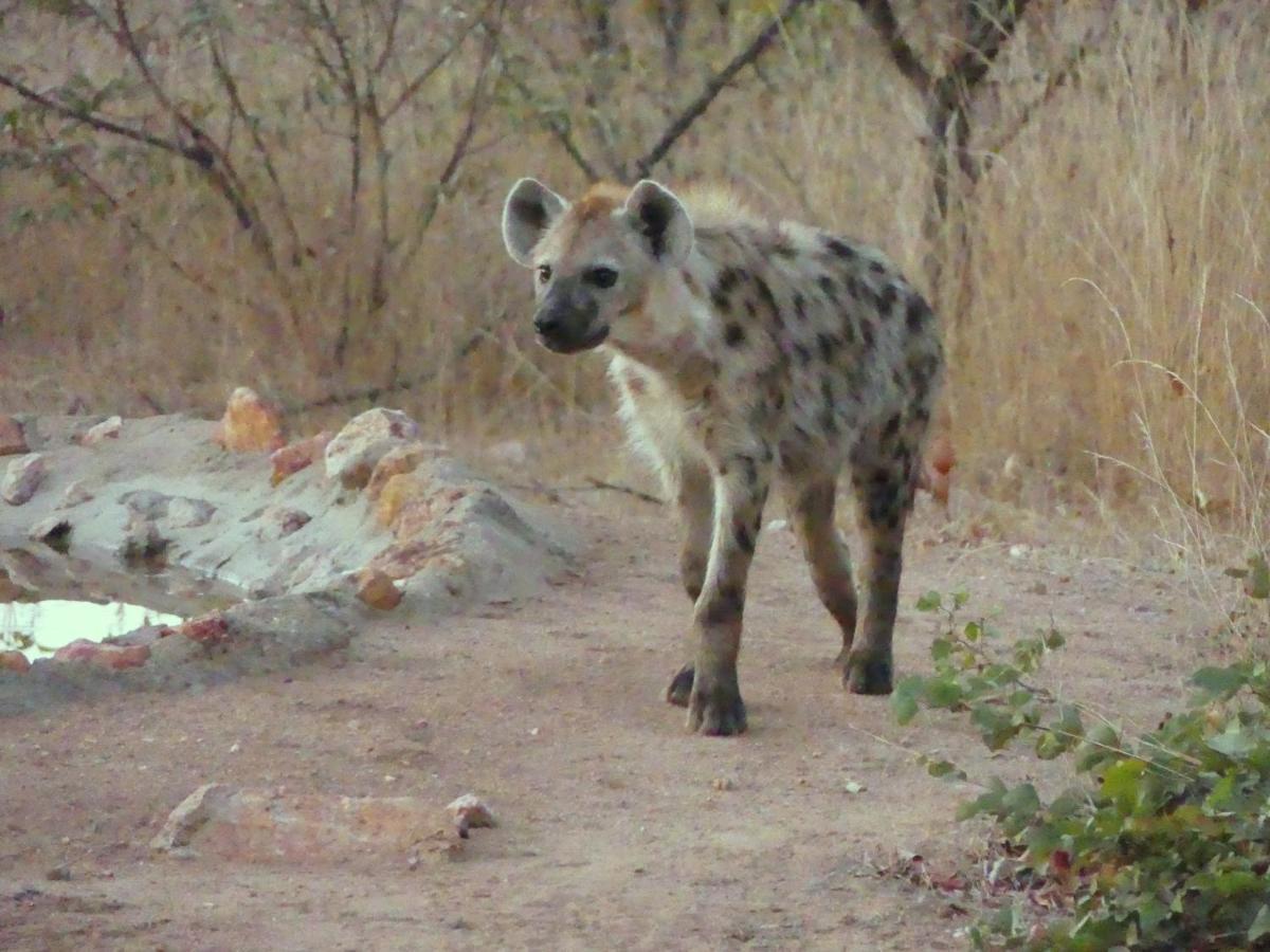 Bushvilla Umoja Kruger Phalaborwa Eksteriør billede