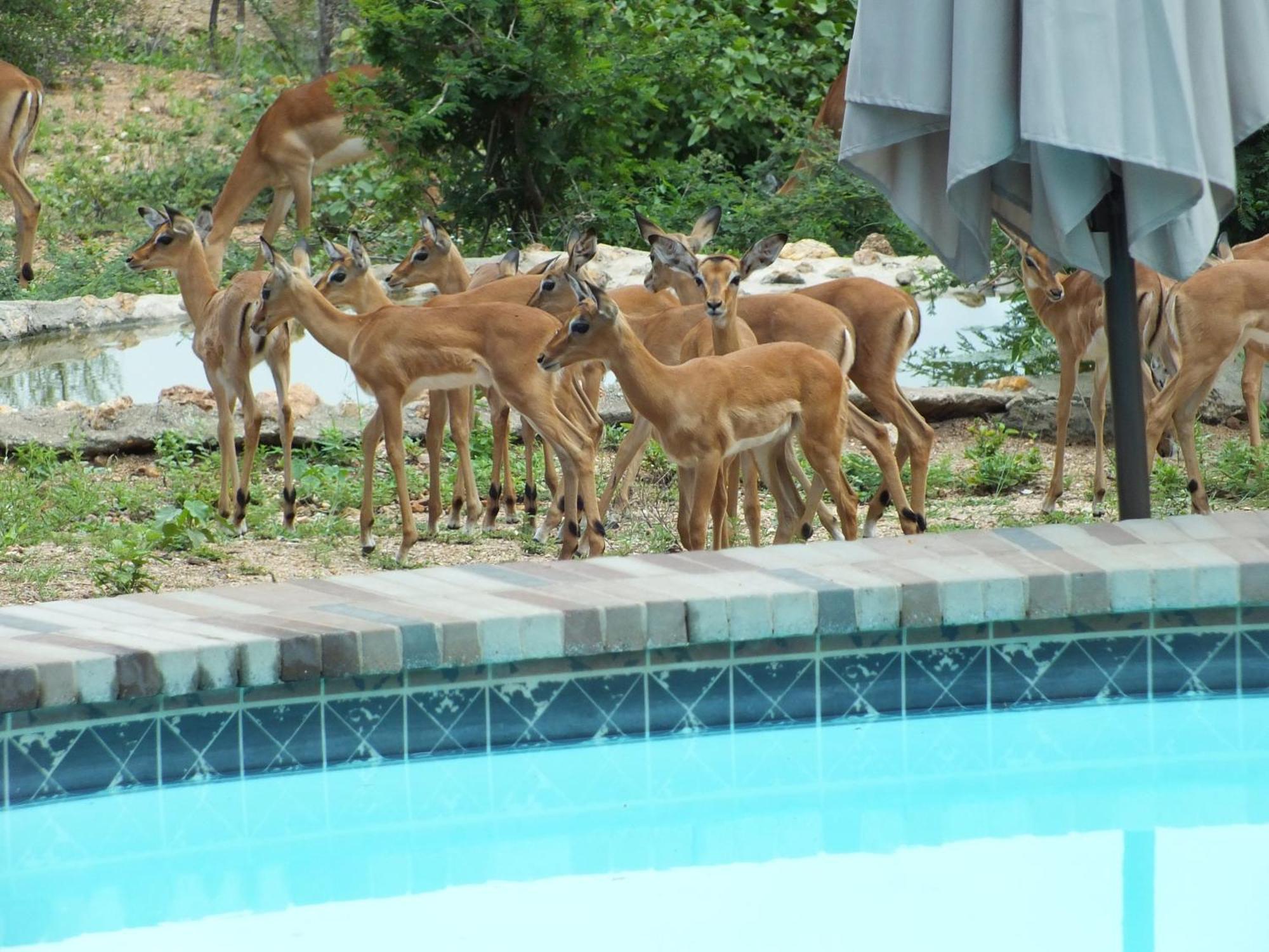 Bushvilla Umoja Kruger Phalaborwa Eksteriør billede