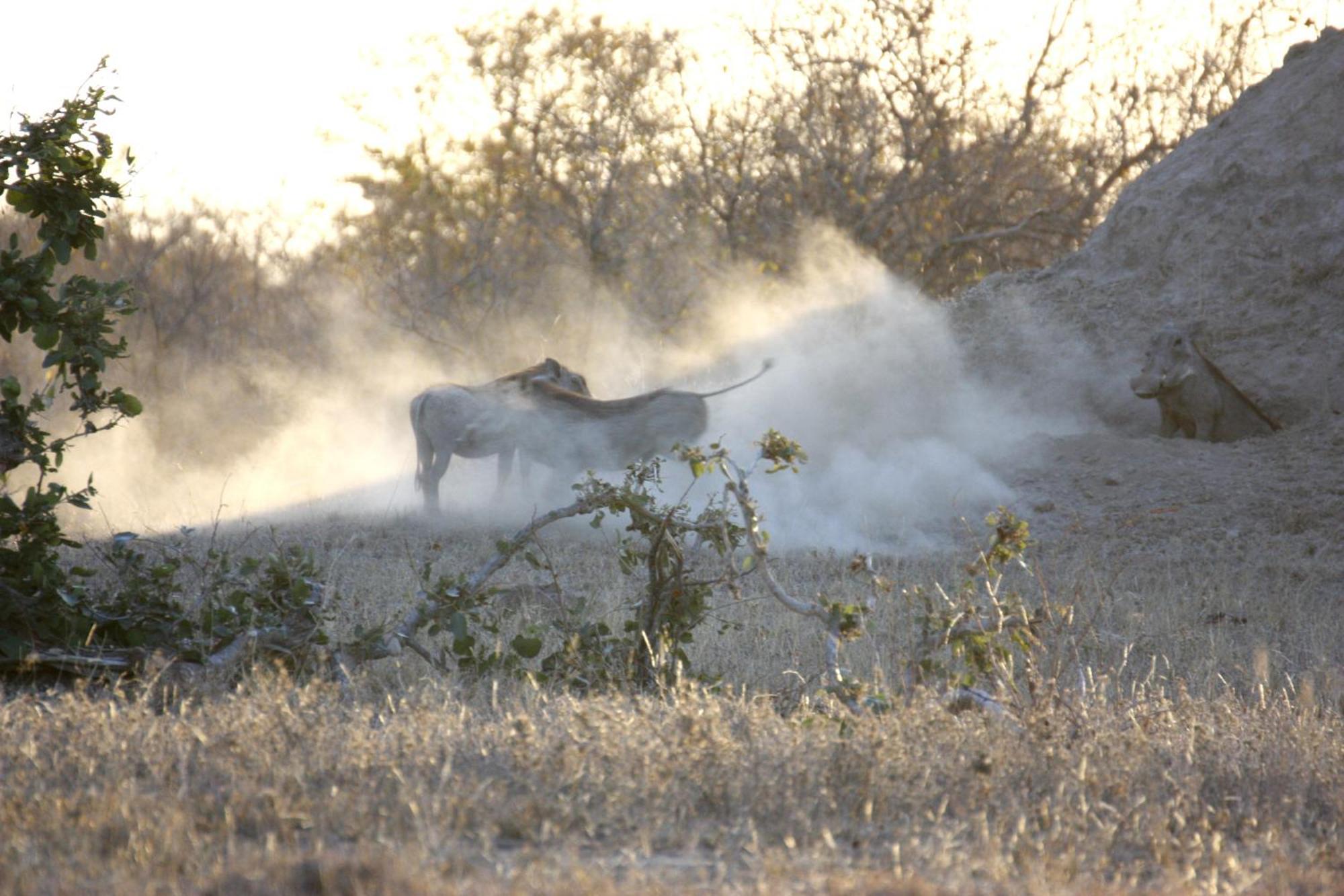 Bushvilla Umoja Kruger Phalaborwa Eksteriør billede