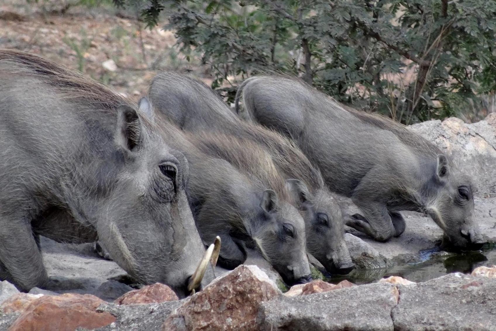 Bushvilla Umoja Kruger Phalaborwa Eksteriør billede